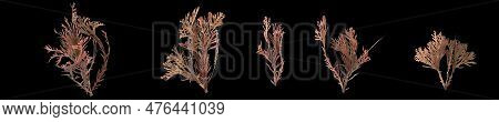 3d Illustration Of Set Callophyllis Seaweed Isolated On Black Background