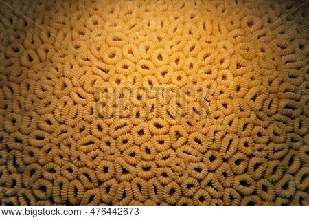 Organic Texture Of The Honeycomb Hard Coral  - Favia Favus