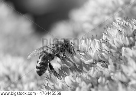 Black And White Image Of A Honey Bee Collecting Pollen On Hylotelephium 'herbstfreude' (pink Sedum)