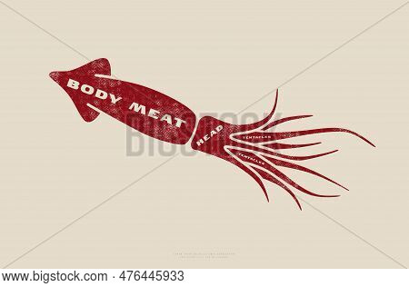 Stock Vector Squid Cuts Diagram In Flat Style. Design With Rough Texture. Red Print On Light Backgro