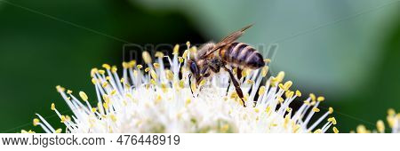 Close-up Of Bee Pollinating Onion Flowers In Vegetable Garden On Green Background. Banner. New Harve