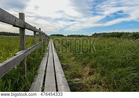 Empty Wooden Footpath Amidst Plants Against Sky