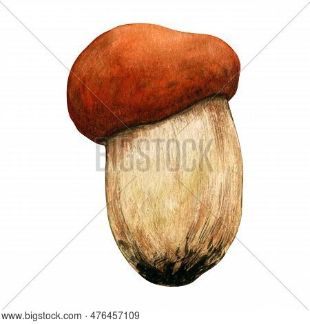 Watercolor Autumn Composition With Mushroomsisolated On White Background. Hand Painted Illustration 