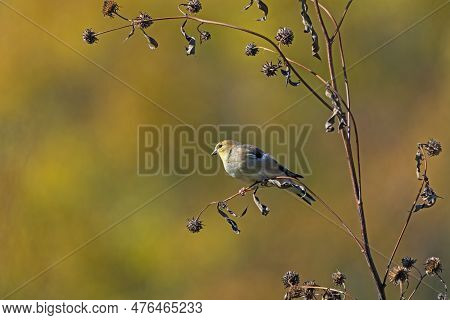 American Goldfinch On A Coreopsis In The Fall In Crabtree Nature Preserve In Illinois