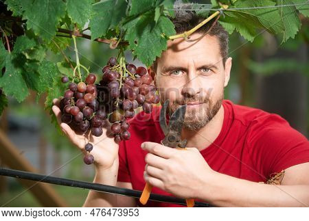 Grape Farmer Cutting Grapes. Farmer Holding Grapes In Hand In The Vineyard. Young Man Cutting Grapes
