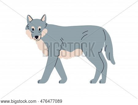 Grey Wolf, Wild Forest Canine Animal. Carnivore, Wood Beast. Canis Lupus, Carnivorous Mammal Standin