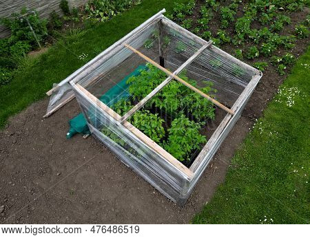 Foil Greenhouse For Growing Vegetables Simply Made From Shrink Wrap For Food Packaging Used For Grow