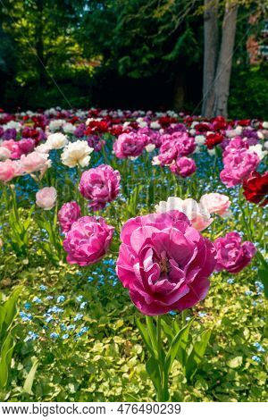 Pink Peony Flowered Double Tulip 'angelique' In Flower. Many Of 'angelique' Tulip In The Sunlight