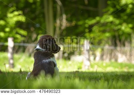 Cute Stabyhoun Puppy On A Green Lawn Near A Forest In The Spring