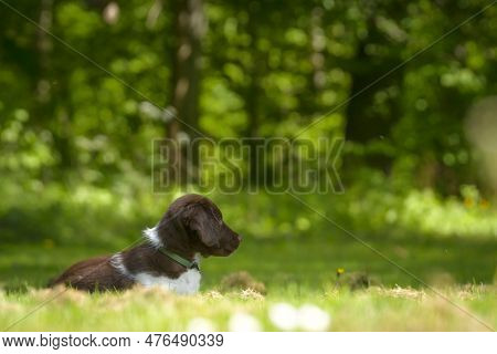Cute Stabyhoun Puppy On A Green Lawn Near A Forest In The Spring