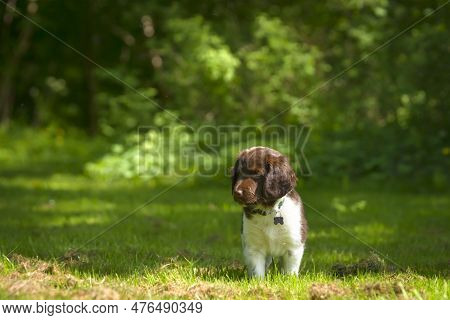 Cute Stabyhoun Puppy On A Green Lawn Near A Forest In The Spring