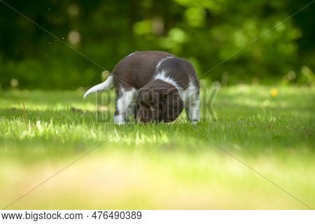 Cute Stabyhoun Puppy On A Green Lawn Near A Forest In The Spring