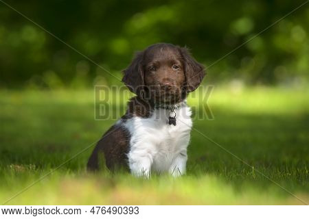Cute Stabyhoun Puppy On A Green Lawn Near A Forest In The Spring