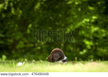 Cute Stabyhoun Puppy On A Green Lawn Near A Forest In The Spring