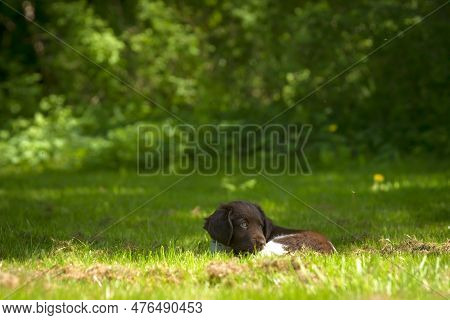 Cute Stabyhoun Puppy On A Green Lawn Near A Forest In The Spring