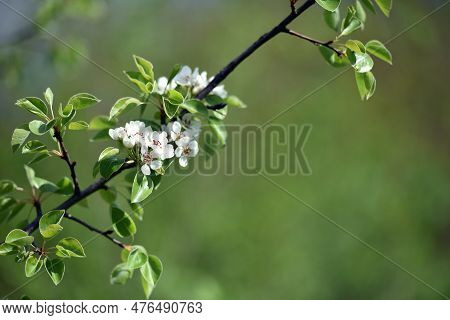 Pear Flowers. Blooming Tree In The Garden. White Delicate Flowers And Green And Young Leaves. Spring