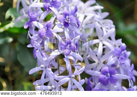 Sandpaper Vine, Purple Wreath Or Queens Wreath Or Purple Flowers