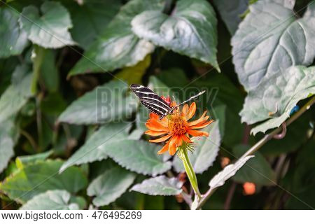 A Zebra Longwing Butterfly On A Blooming Mexican Flame Vine With A Slightly Blurred Background Of Gr