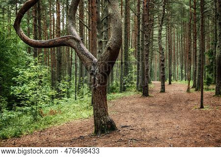 Dark Moody Pine Forest With Green Trees, Natural Outdoor Vintage Background