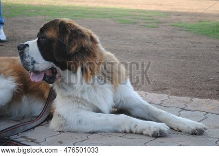 The Dog Show Was Conducted In Indore Mp , Various Types  Of Breed Participated In Show