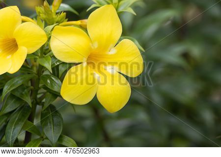 Flower Of A Bush Allamanda, Allamanda Schottii, A Species From South America.