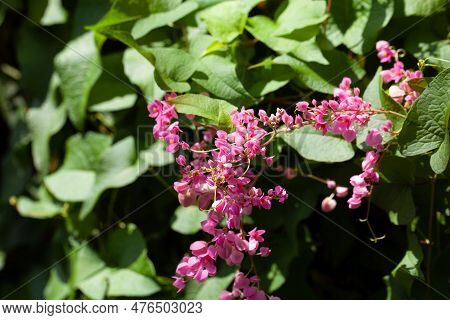 Flowers Of A Coral Vine Plant, Antigonon Leptopus