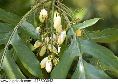 Leaves And Fruits Of An Aralidium Pinnatifidum Tree, A Species From Southeast Asia.
