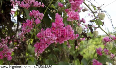 Antigonon Leptopus Or Coral Vine Or Mexican Creeper Or Chain Of Love Or Confederate Vine Or Queens W