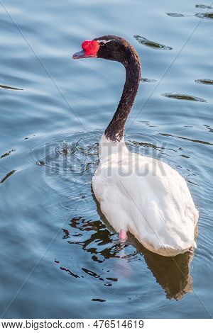 The Black-necked Swan Cygnus Melancoryphus, Is A Swan That Is The Largest Waterfowl Native To South 
