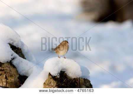 Sparrow lumessa