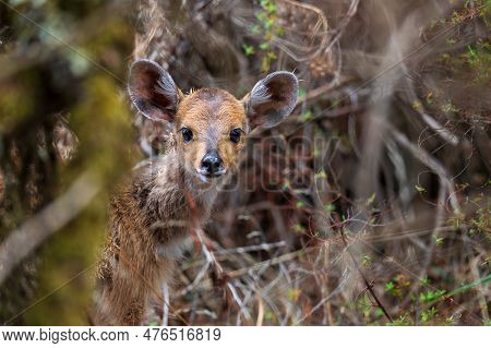 Baby Of Rare Menelik Bushbuck, Endemic Tragelaphus Scriptus Meneliki, In Simien Mountains, Ethiopia,