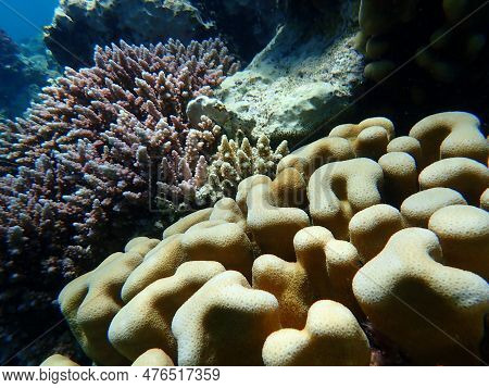 Stony Coral Knob Coral (goniastrea Stelligera. Previously Called Favia Stelligera) Undersea, Red Sea