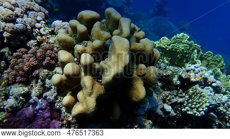 Stony Coral Knob Coral (goniastrea Stelligera. Previously Called Favia Stelligera) Undersea, Red Sea