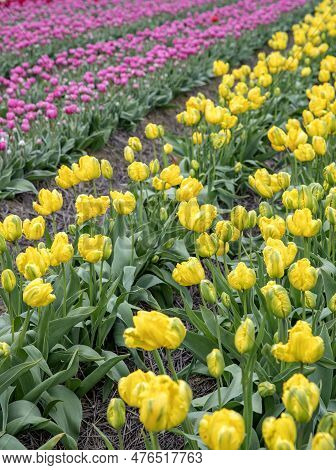 Bright Colored Tulip Field In The City Of Grevenbroich Germany