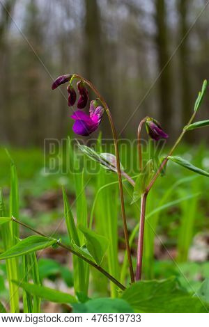 Lathyrus Vernus In Bloom, Early Spring Vechling Flower With Blosoom And Green Leaves Growing In Fore