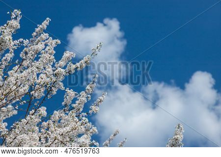 Selective Focus Of Beautiful Branches Of Plum Blossoms On The Tree Under Blue Sky, Beautiful Sakura 