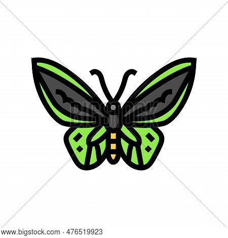 Cape York Birdwing Insect Color Icon Vector. Cape York Birdwing Insect Sign. Isolated Symbol Illustr