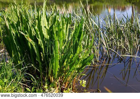 Close Up Of Yellow Flag Irisses Iris Pseudacorus And Great Water Dock Rumex Hydrolapathum.