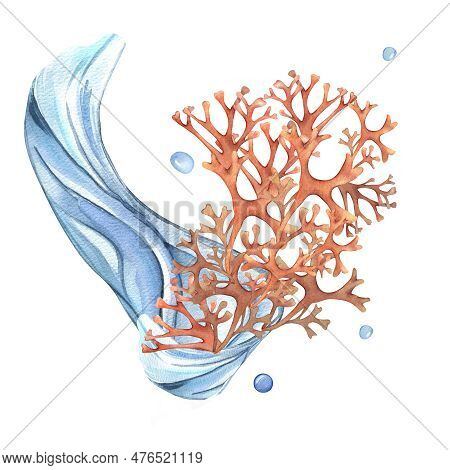 Sea Plant Rhodymenia, Water Wave Watercolor Illustration Isolated On White Background. Pink Palmata 