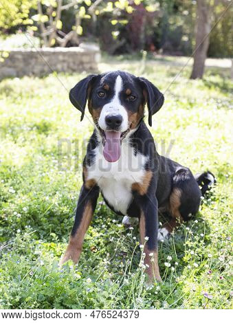 Puppy Appenzeller Sennenhund Playing In A Garden