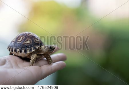 Baby Tortoise On The Hand Of Woman On Blurred Nature Blackground. (african Spurred Tortoise ) ,cute 