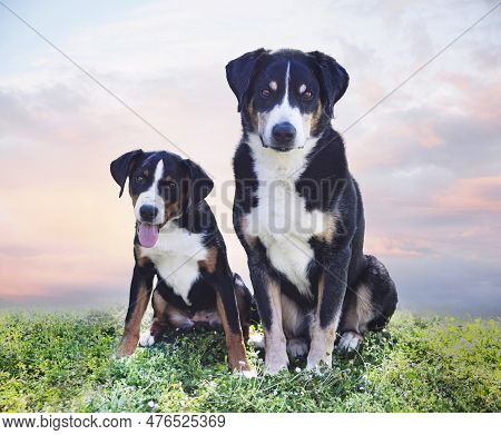 Puppy And Adult Appenzeller Sennenhund Playing In A Garden