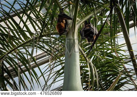 Two Madagascan Flying Foxes Hanging On Palm Tree.