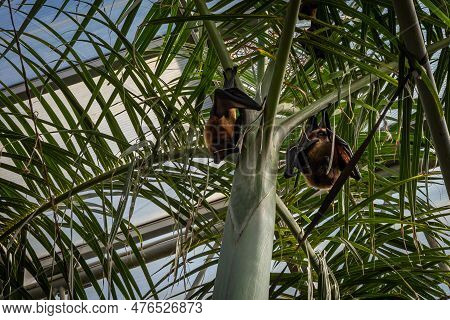 Two Madagascan Flying Foxes Hanging On Palm Tree.