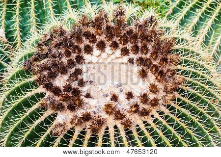 Cactos globulares