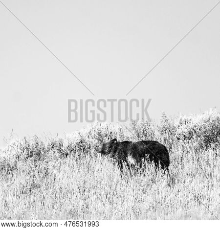 Grizzly Mother Pauses To Sniff The Air With High Contrat