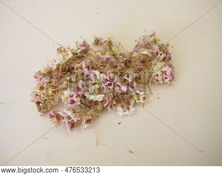 Dried Horse Chestnut Flowers On A Wooden Board, Flores Hippocastani