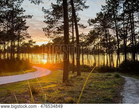 Sun Shining Over Road, Path, Walkway Through Pine Forest. Sunset Over The Trees Near The Atlantic Co