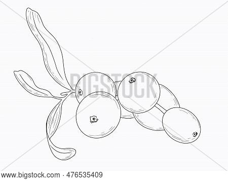 Linart Illustration Of Berries, Sketch Drawn By Digital Hands, In High Resolution. Isolates On A Whi