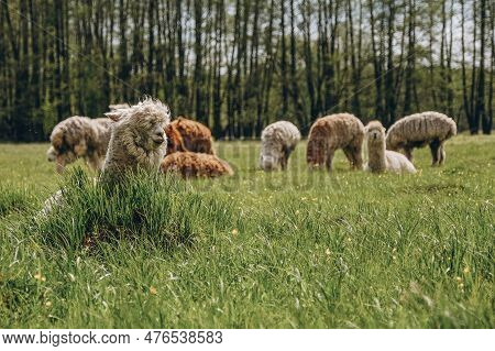 Alpacas Graze In The Spring Meadow High In The Mountains.